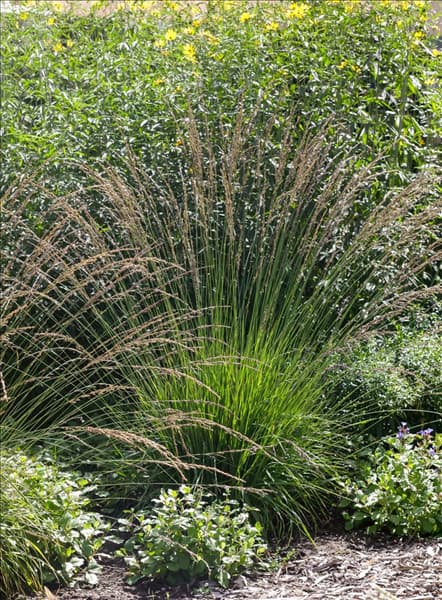 Molinia caerulea Moorhexe