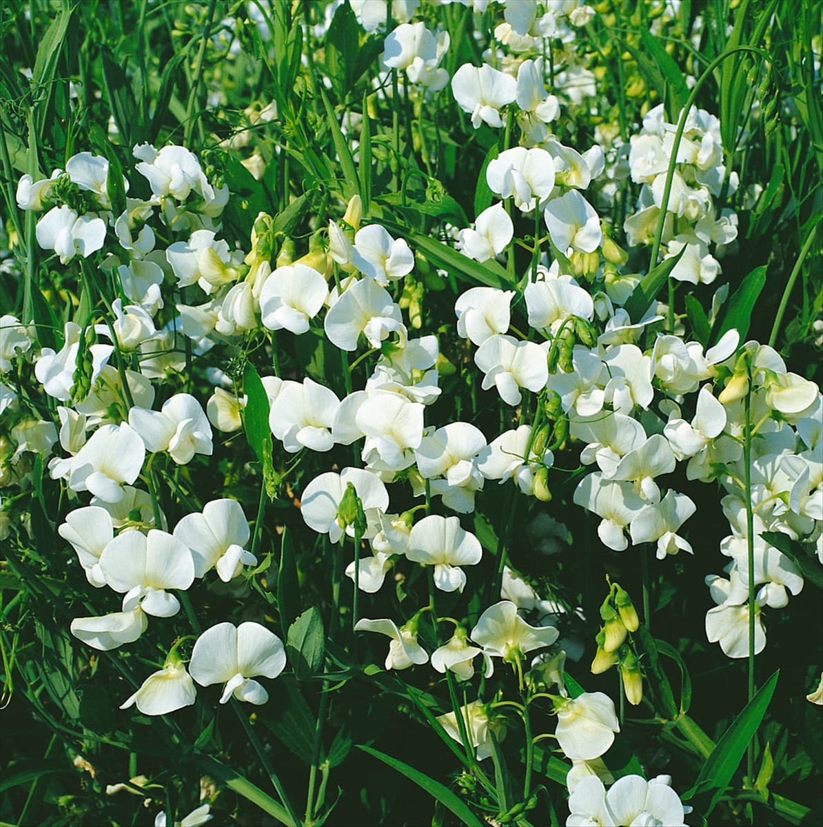 LATHYRUS LATIFOLIUS