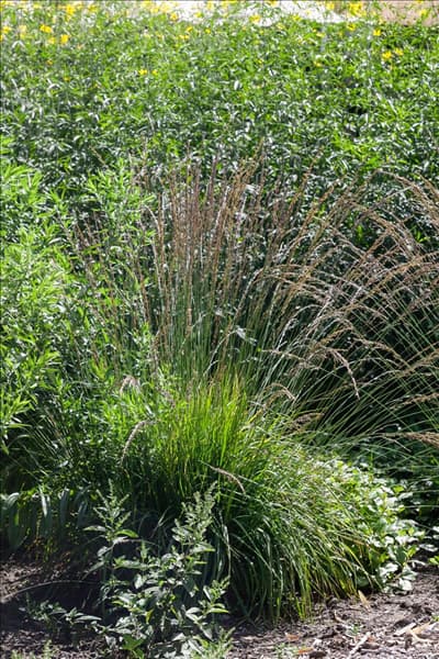 Molinia caerulea Moorhexe