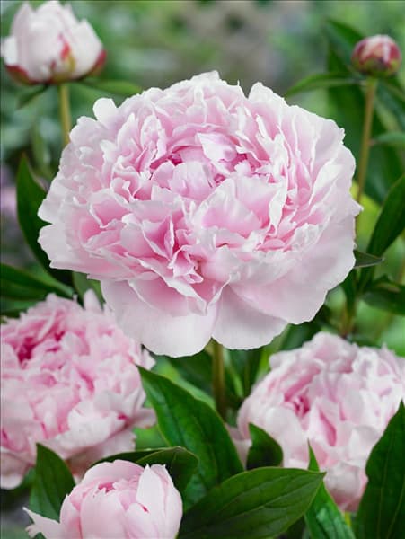 Paeonia lactiflora Esmeralda