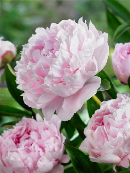 Paeonia lactiflora Esmeralda
