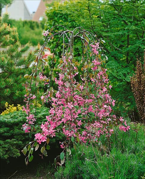 Malus x robusta Royal Beauty