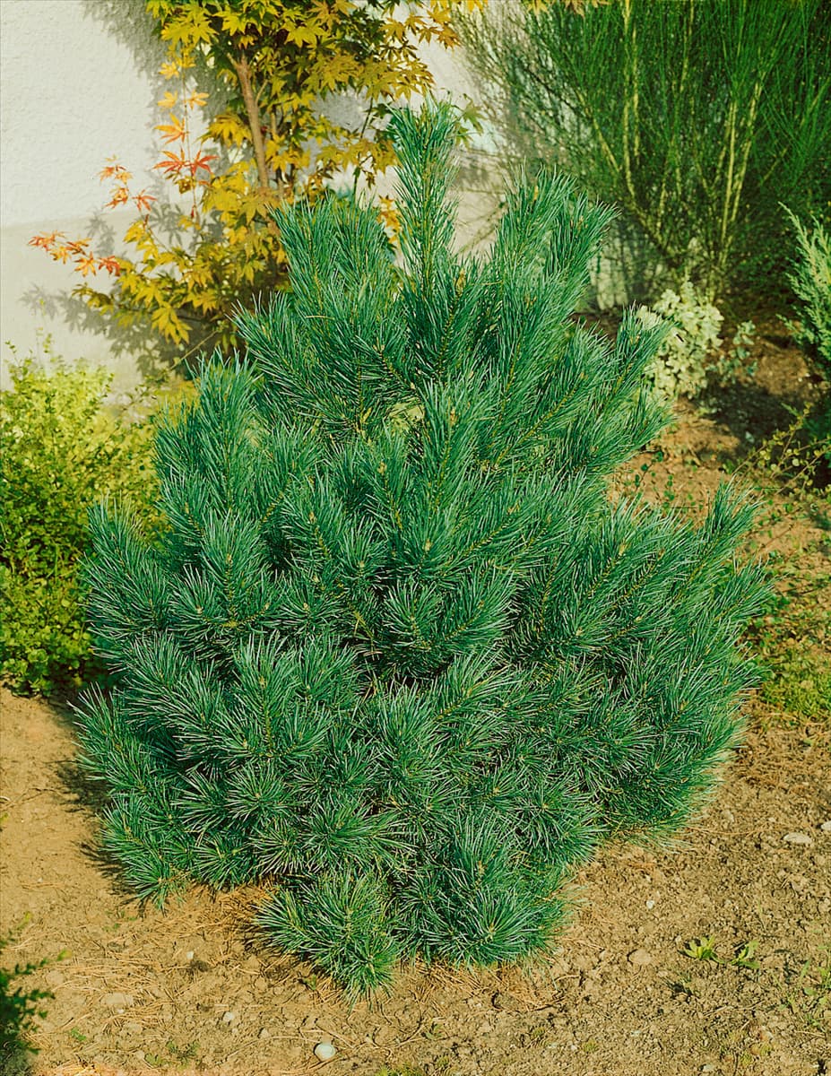 PINUS SYLVESTRIS NANA