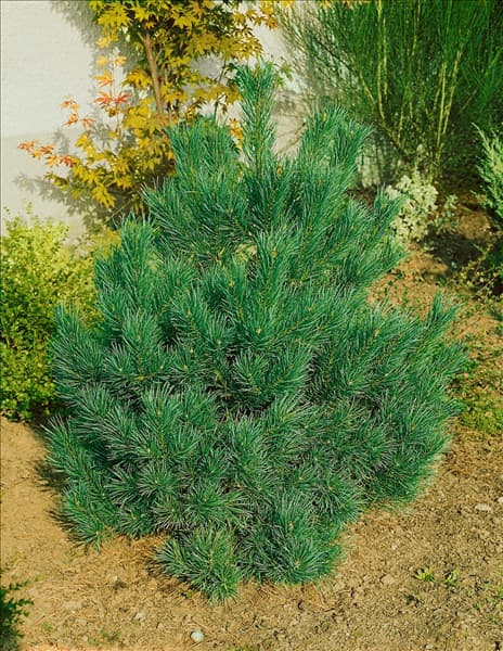 Pinus sylvestris 'Sandringham'