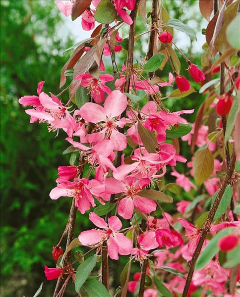 Malus robusta Royal Beauty