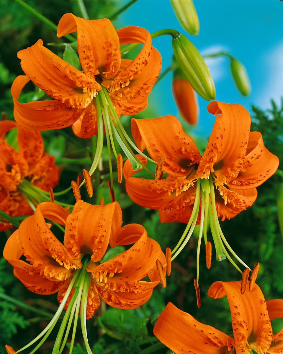 Lilium HENRYI