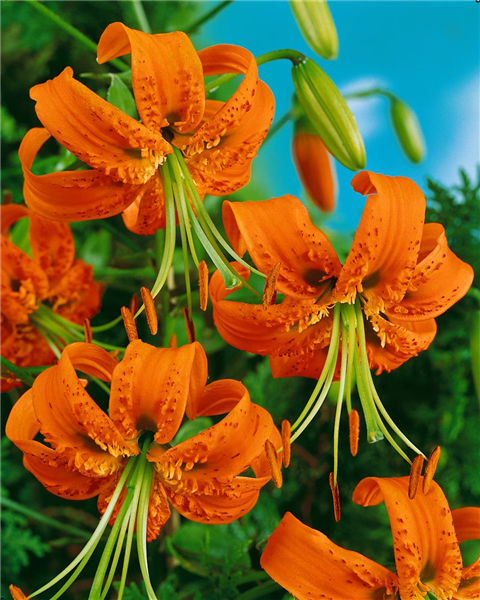 Lilium henryi