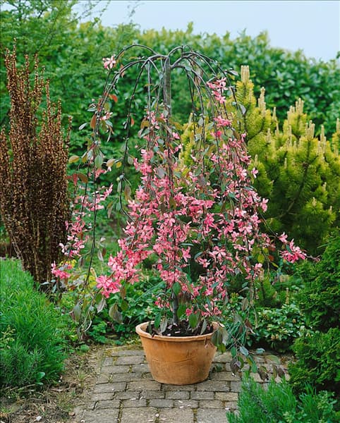 Malus x robusta Royal Beauty
