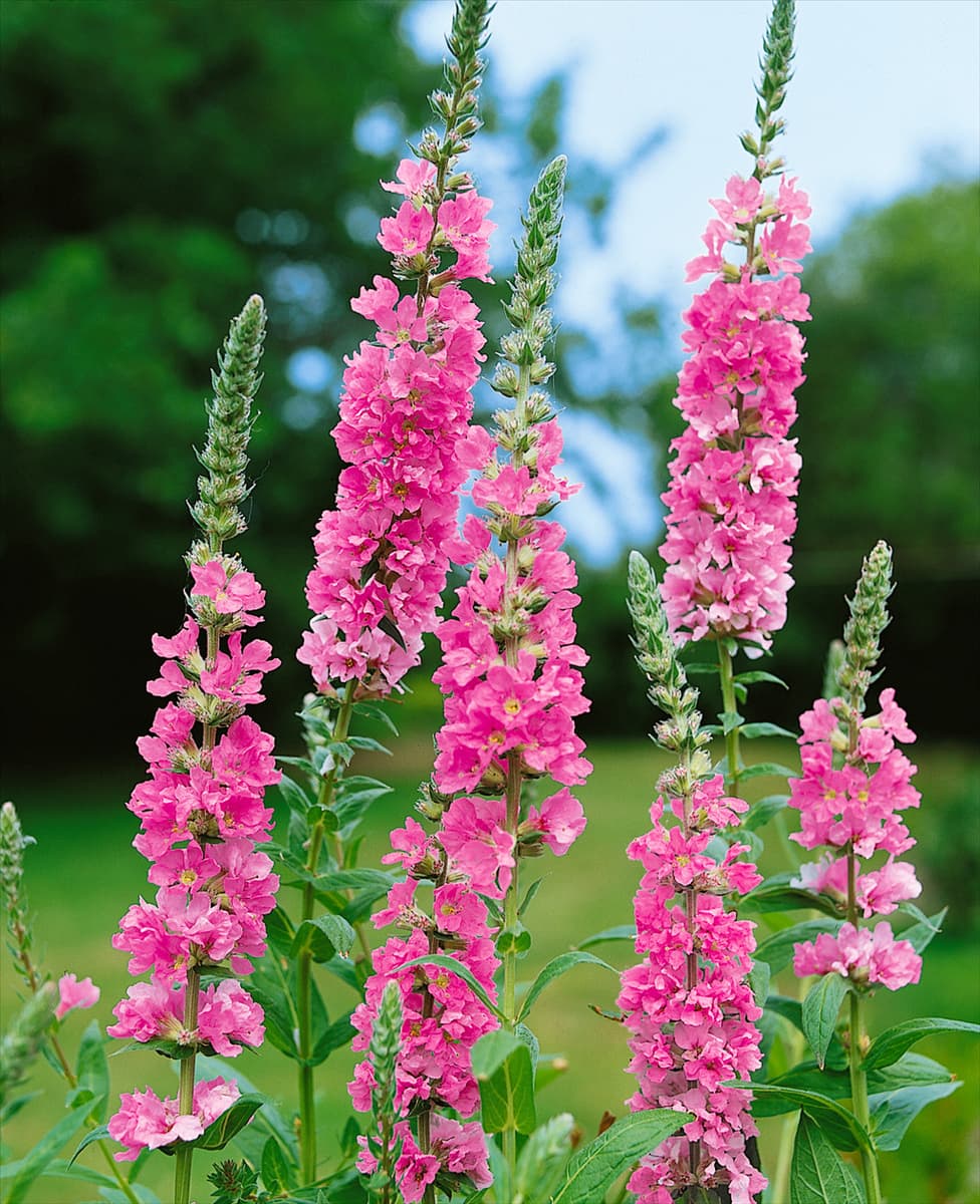 Lythrum salicaria Blush
