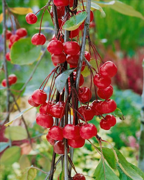 Malus Royal Beauty
