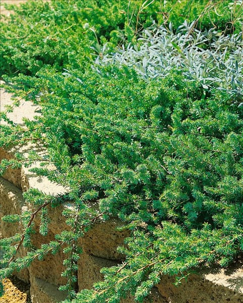 Juniperus conferta Blue Pacific