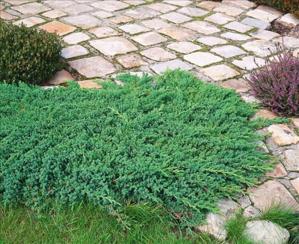 Juniperus conferta Blue Pacific