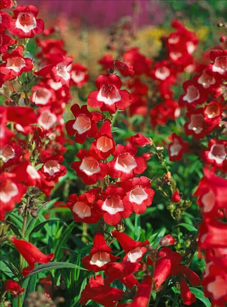 Penstemon hartwegii Picotee