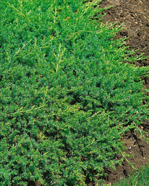 Juniperus conferta Blue Pacific