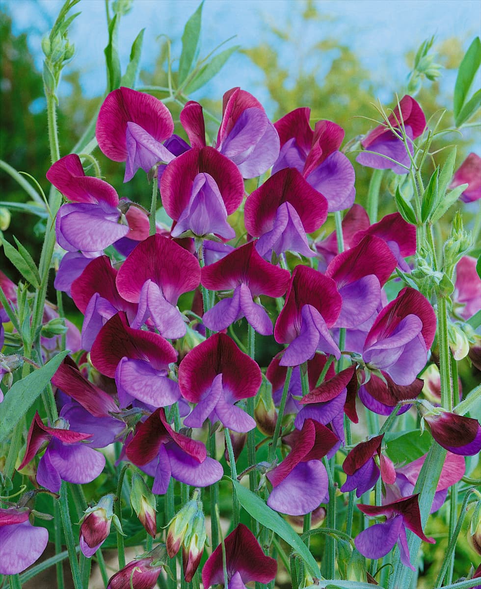 LATHYRUS ODORATUS MATUCANA