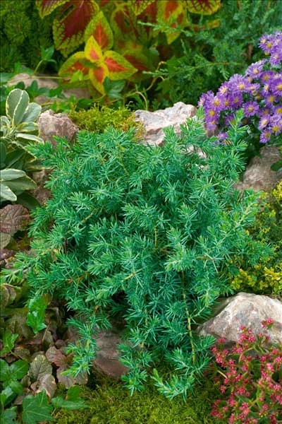 Juniperus conferta Blue Pacific