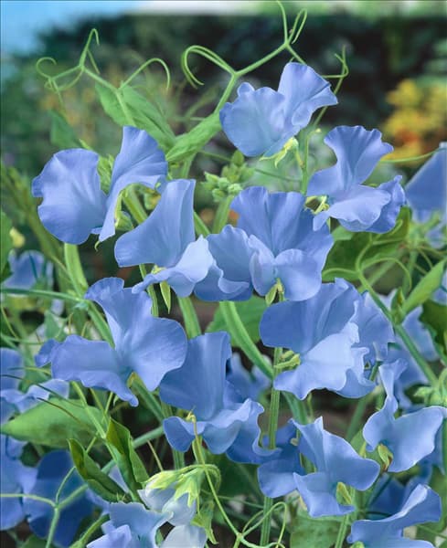 Lathyrus odoratus