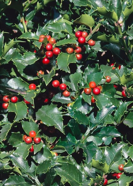Ilex x meserveae Blue Girl