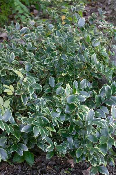 Ilex x meserveae Honeymaid