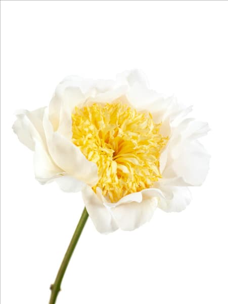 Paeonia lactiflora Moon of Nippon