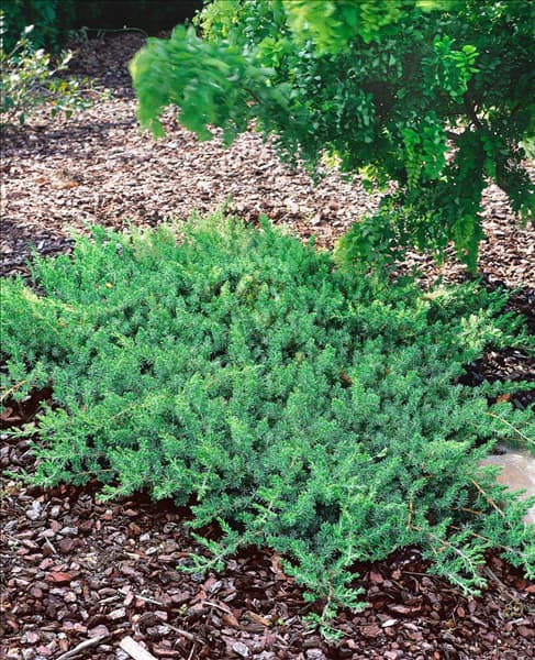Juniperus conferta Blue Pacific