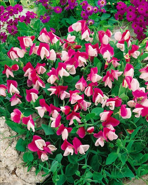 Lathyrus odoratus Cupid Pink