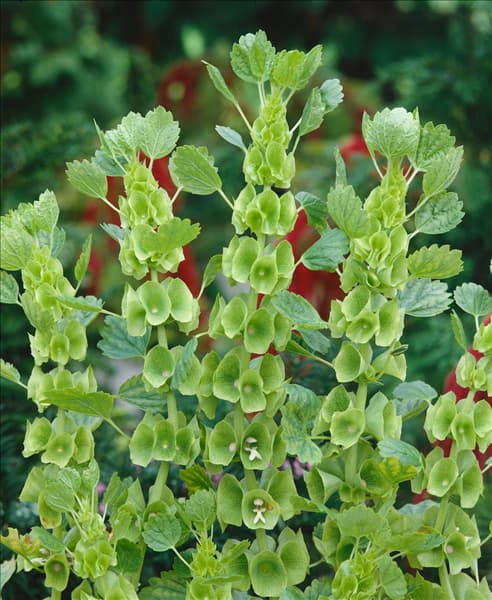 MOLUCELLA LAEVIS (BELLS OF IRELAND)