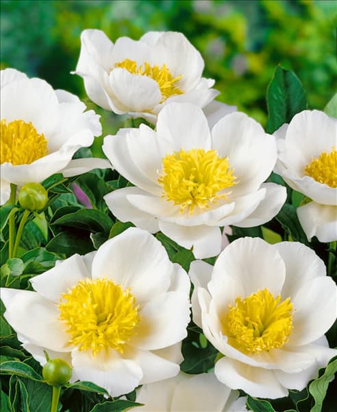Paeonia lactiflora Moon of Nippon