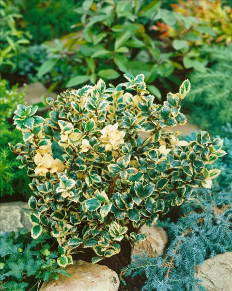 Ilex x meserveae Jade Star