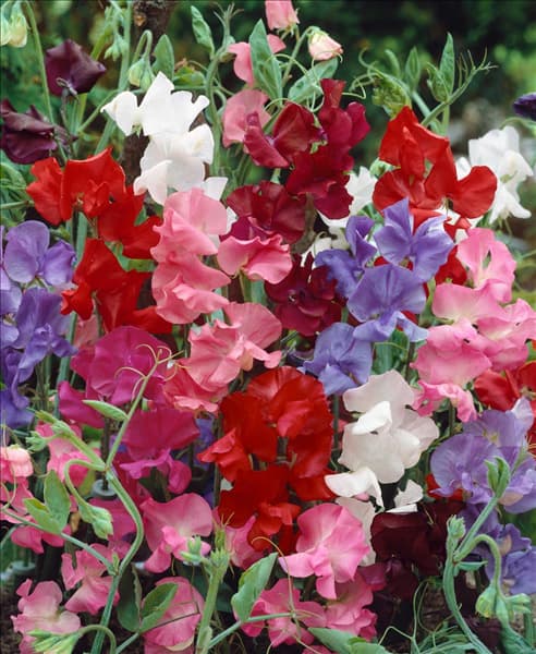 Lathyrus odoratus Galaxie mixed