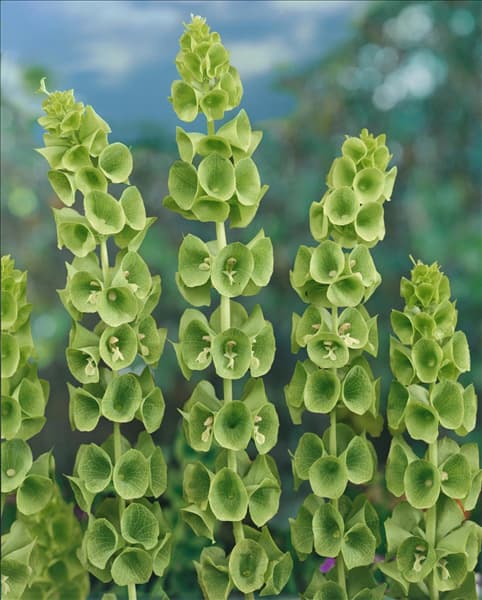 MOLUCELLA LAEVIS