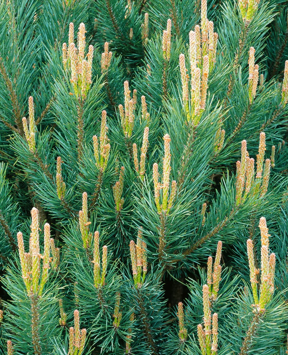 Pinus sylvestris Watereri / Detail