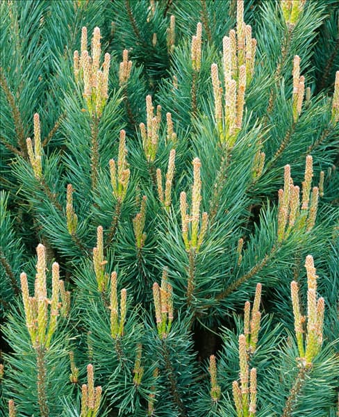 Pinus sylvestris Watereri / Detail