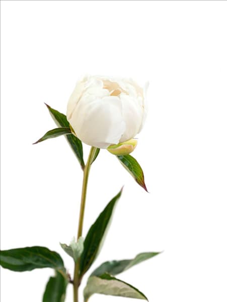 Paeonia lactiflora Moon of Nippon