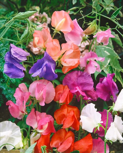 Lathyrus odoratus mixed
