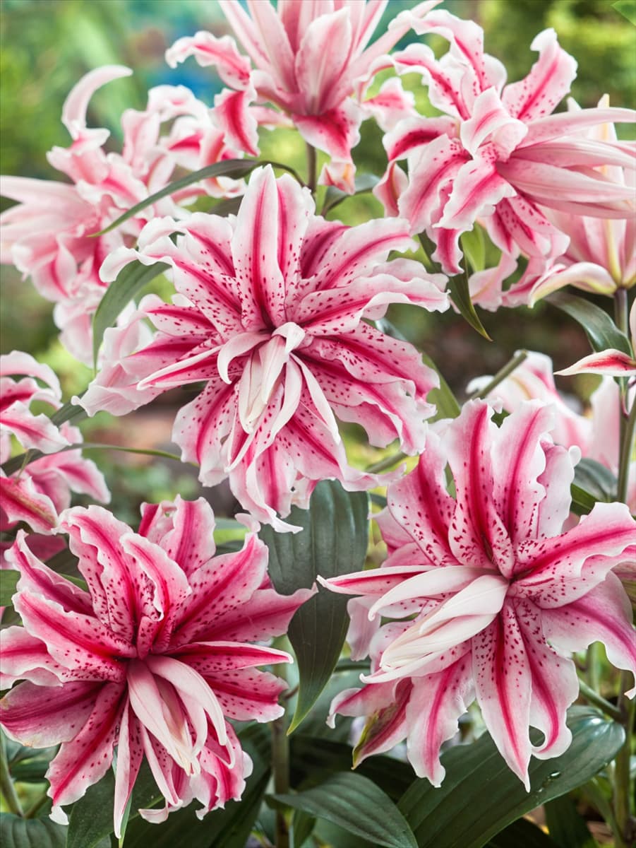Lilium Magic Star