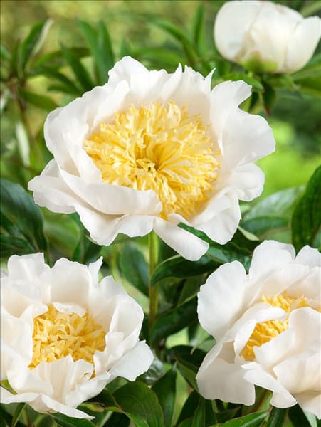 Paeonia lactiflora Moon of Nippon