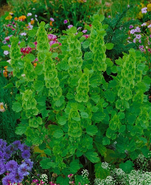 MOLUCELLA LAEVIS (BELLS OF IRELAND)