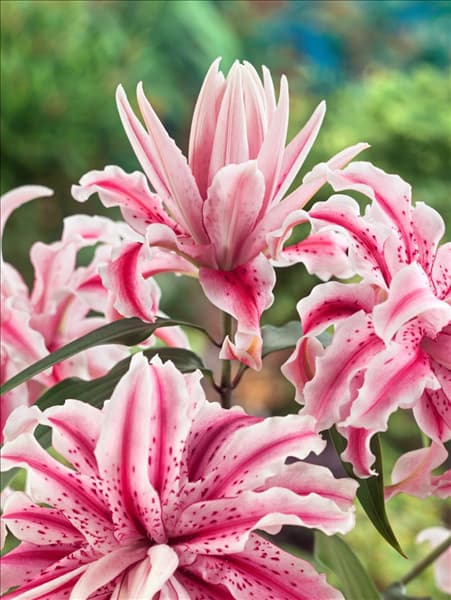 Lilium Magic Star