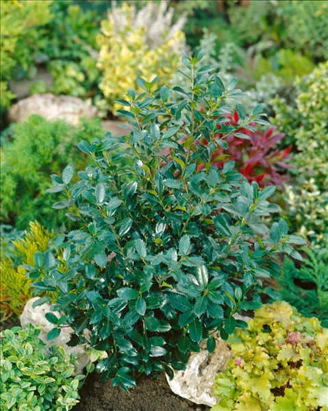 Ilex meserveae Heckenpracht