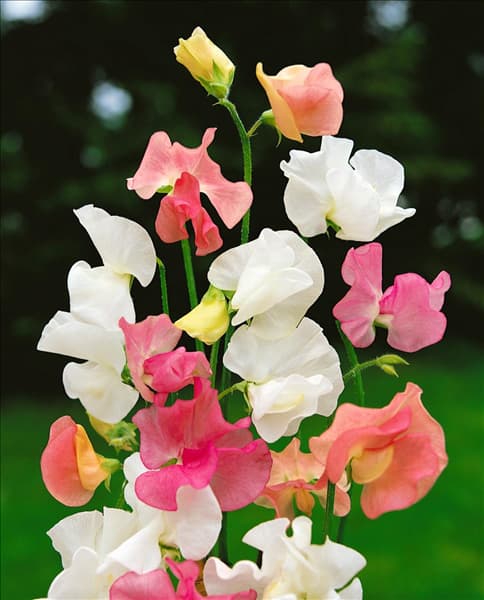 Lathyrus odoratus Pastel mixed