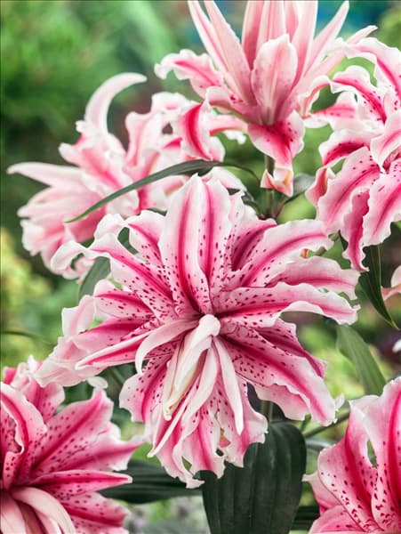Lilium Magic Star