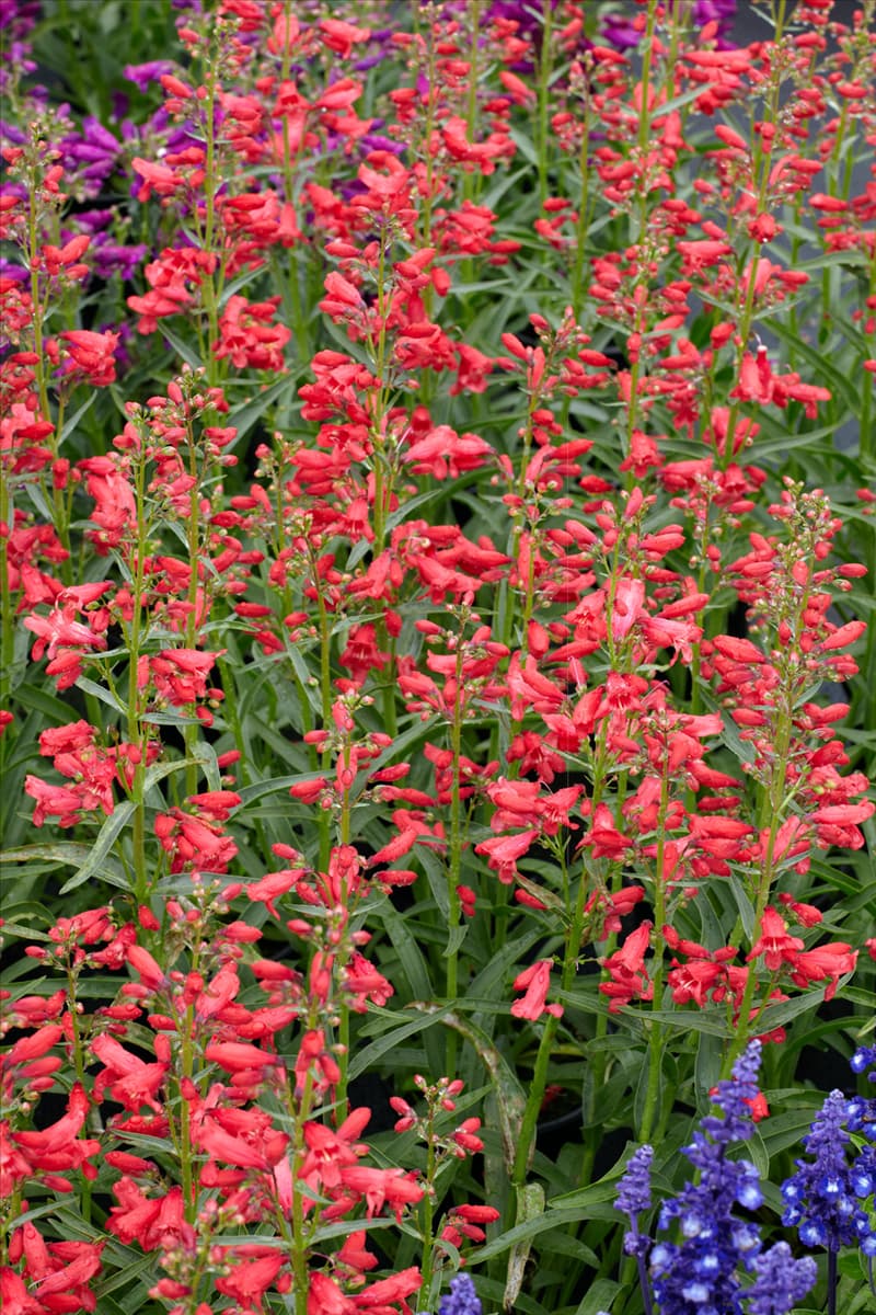 Penstemon Red Riding Hood