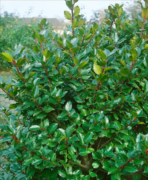 ILEX X MESERVEAE TYPE BLUE PRINCE