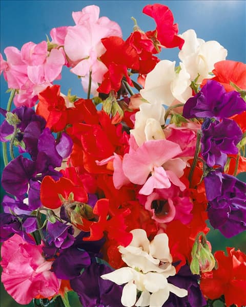 Lathyrus odoratus Sentry mixed