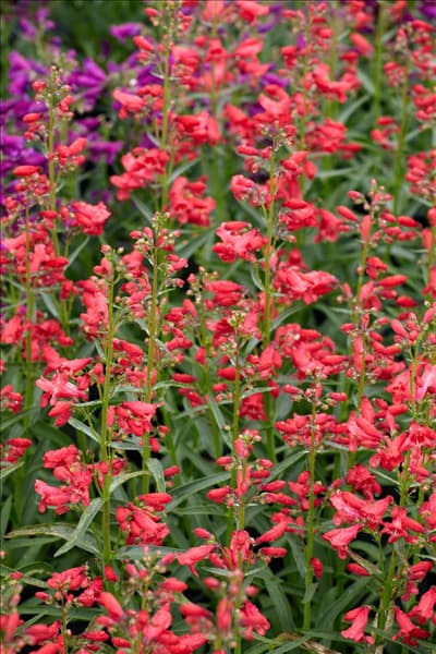 Penstemon Red Riding Hood