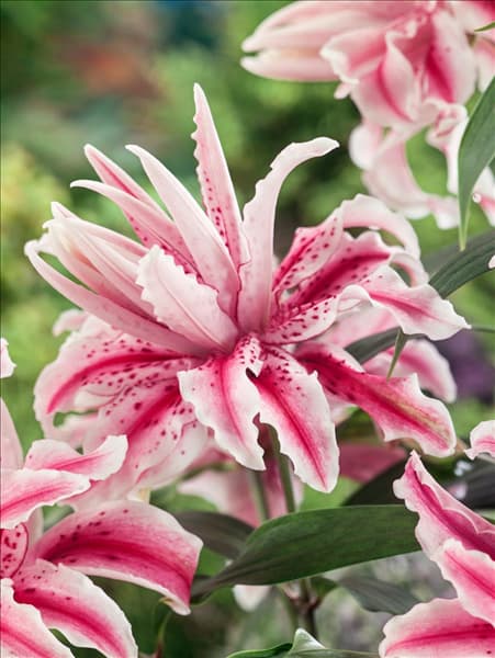 Lilium Magic Star