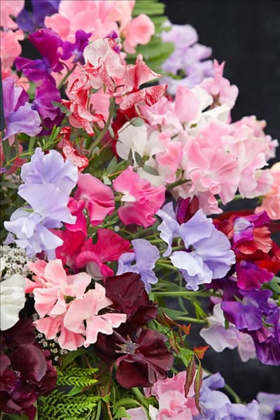Lathyrus odoratus Spencer