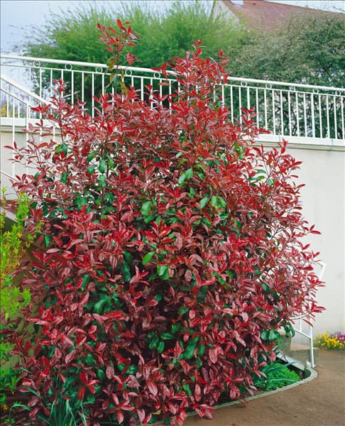 Photinia x fraseri