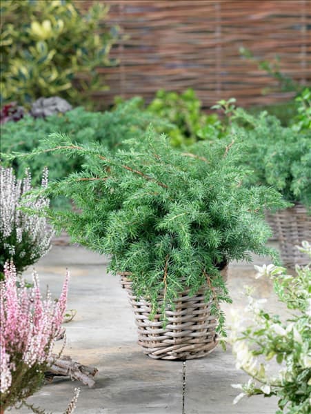 Juniperus rigida subsp. conferta Schlager imTopf
